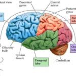 brain